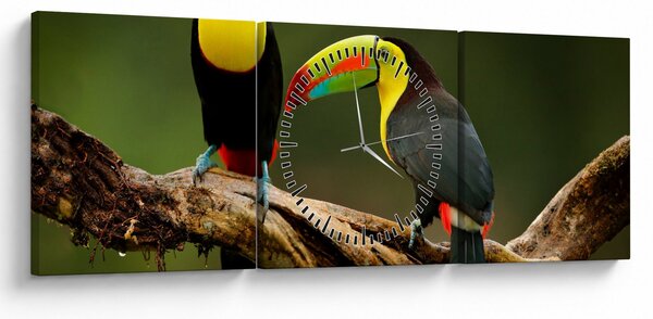 Ülő tukánok képe, Costa Rica (órával) (90x30 cm)