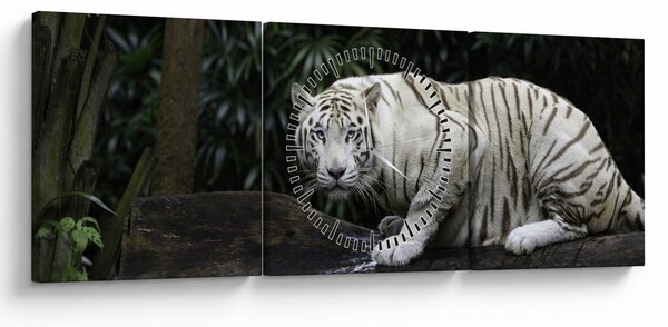 Kép - albínó tigris (órával) (90x30 cm)