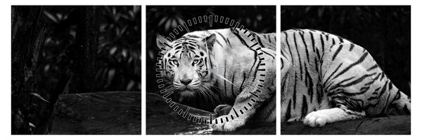 Kép - albínó tigris, fekete-fehér (órával) (90x30 cm)