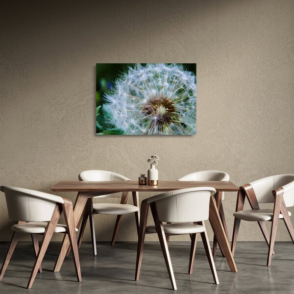 Elvirágzott pitypang képe (üvegen) (70x50 cm)