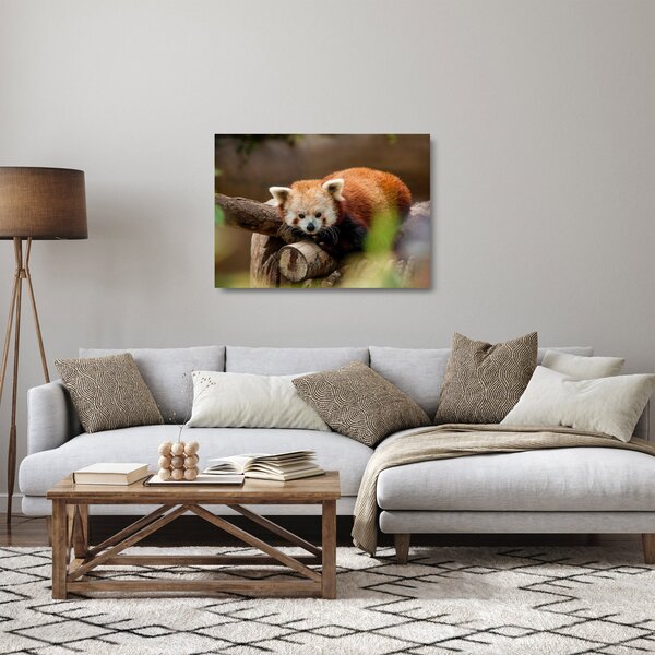 Vörös panda képe (üvegen) (70x50 cm)