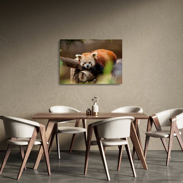 Vörös panda képe (üvegen) (70x50 cm)