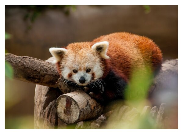 Vörös panda képe (üvegen) (70x50 cm)