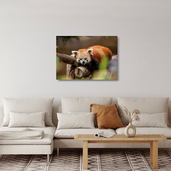 Vörös panda képe (üvegen) (70x50 cm)