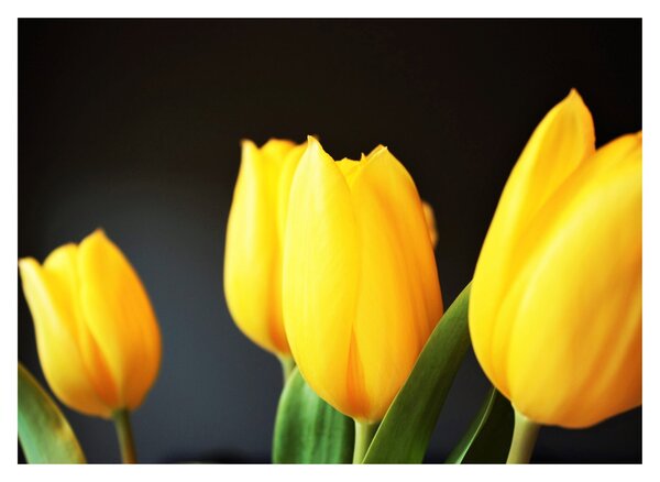 Tulipán képe (üvegen) (70x50 cm)