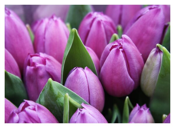 Kép - tulipánok (üvegen) (70x50 cm)