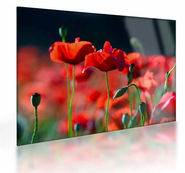Kép - pipacsok (üvegen) (70x50 cm)