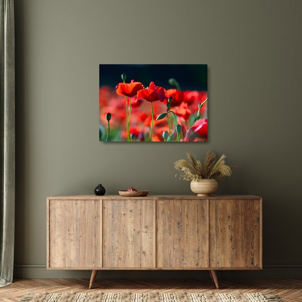 Kép - pipacsok (üvegen) (70x50 cm)