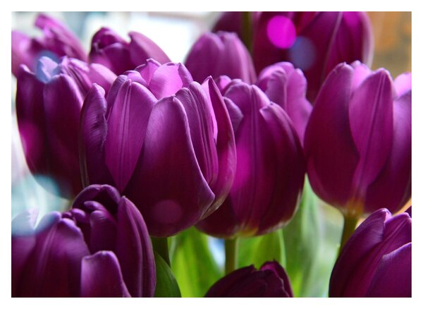 Tulipán képe (üvegen) (70x50 cm)