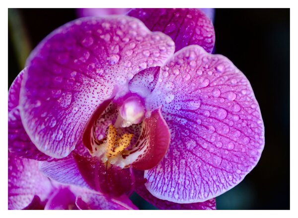 Részletes kép az orchidea virágról (üvegen) (70x50 cm)