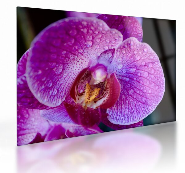 Részletes kép az orchidea virágról (üvegen) (70x50 cm)
