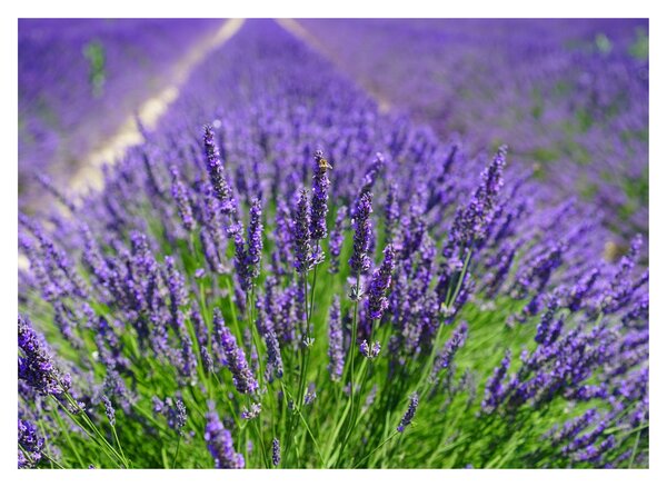 Kép - levandula (üvegen) (70x50 cm)