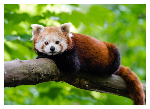 A vörös panda képe (üvegen) (70x50 cm)