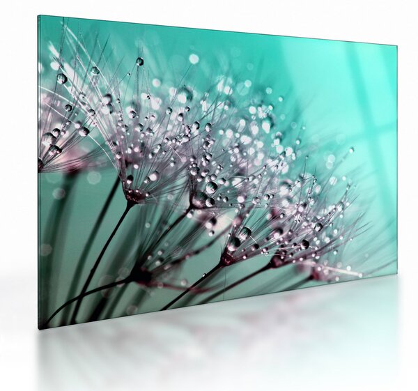 Kép - harmatos növény (üvegen) (70x50 cm)