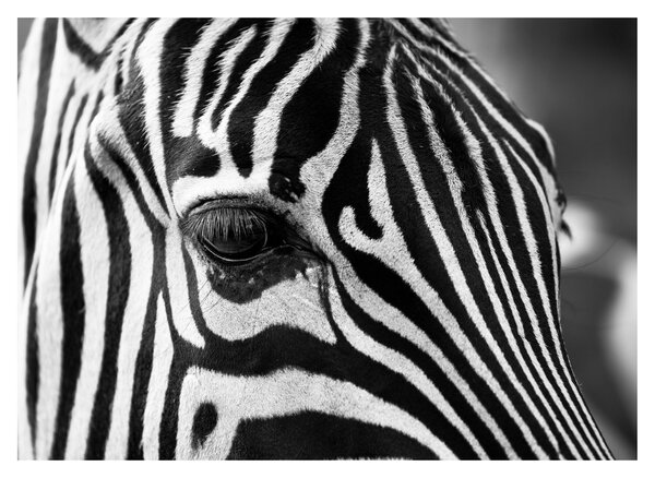 Zebra képe (üvegen) (70x50 cm)
