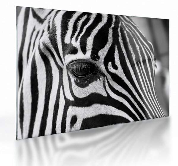 Zebra képe (üvegen) (70x50 cm)