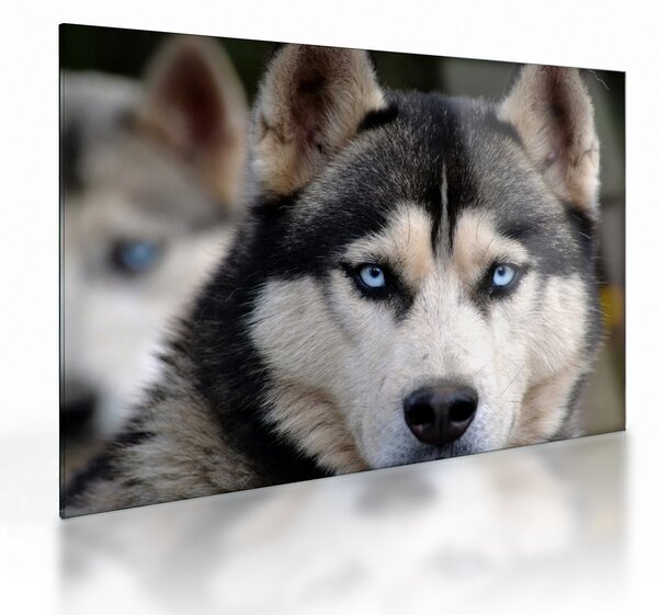 Husky kutya kép (üvegen) (70x50 cm)