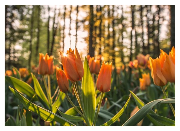 Narancssárga tulipán képe (üvegen) (70x50 cm)