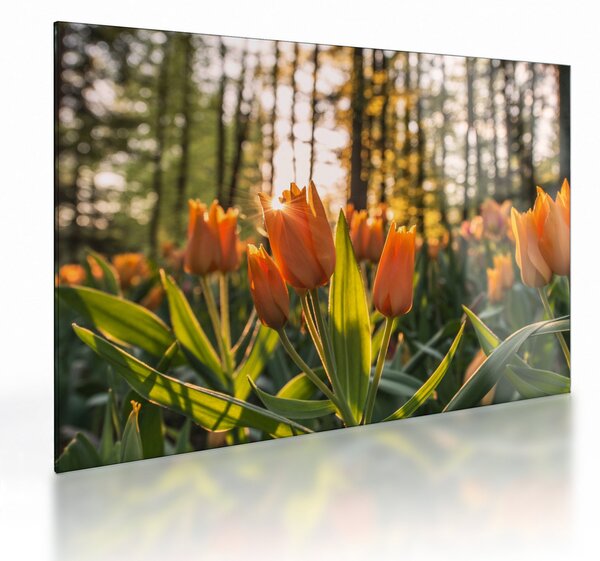 Narancssárga tulipán képe (üvegen) (70x50 cm)