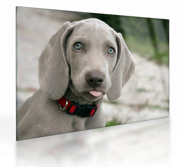 Kép - weimaraner kölyökkutya (üvegen) (70x50 cm)