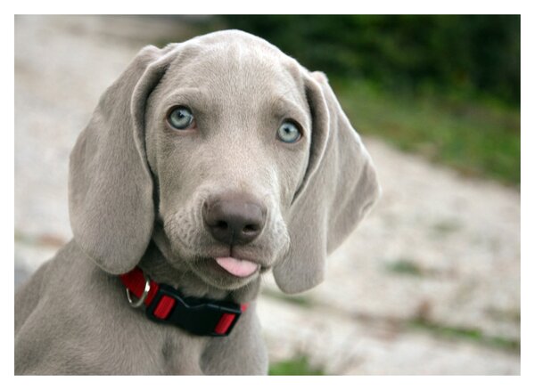 Kép - weimaraner kölyökkutya (üvegen) (70x50 cm)