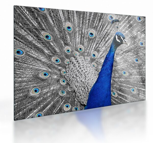 Kék páva képe (üvegen) (70x50 cm)
