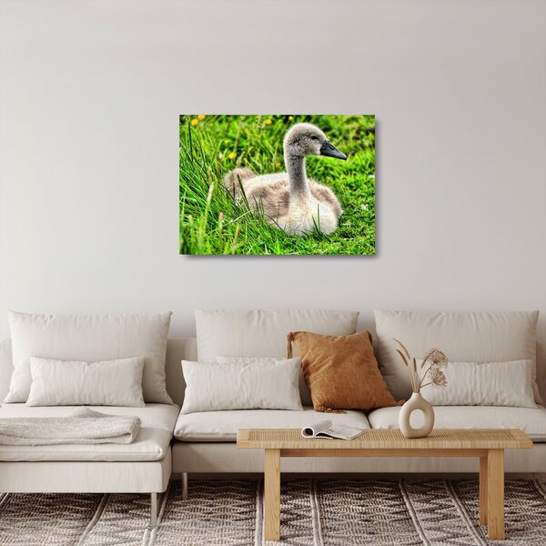 Kép - kis hattyú a fűben (üvegen) (70x50 cm)