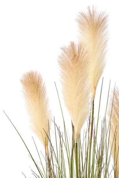 Műnövény CORTADERIA GRASS 120 cm Zöld