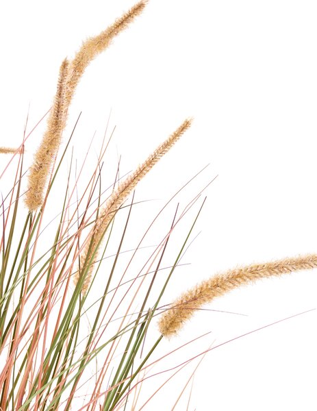 Műnövény BRISTLEGRASS 120 cm Narancssárga