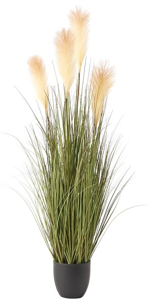 Műnövény CORTADERIA GRASS 120 cm Zöld
