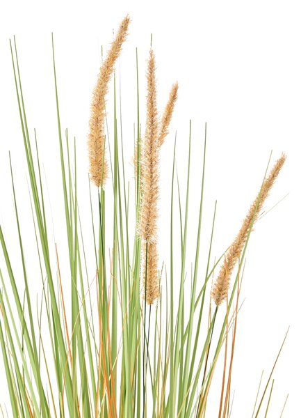 Műnövény BRISTLEGRASS 90 cm Zöld
