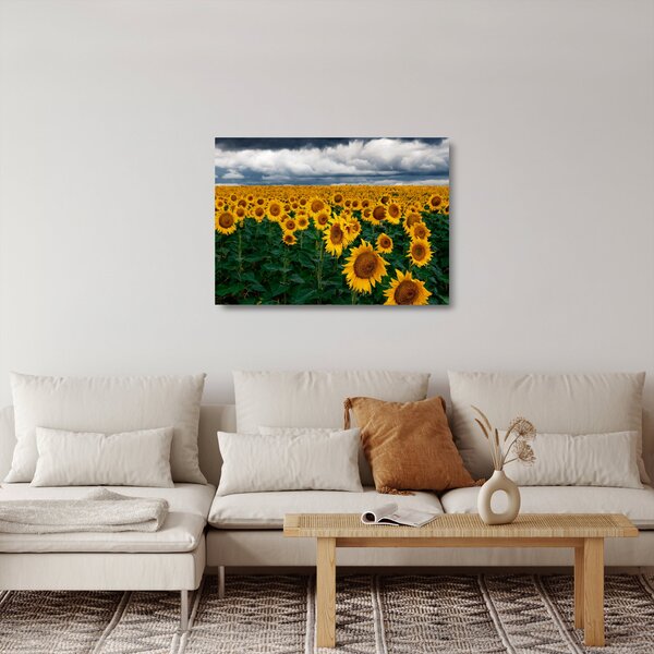 Napraforgó mező képe (üvegen) (70x50 cm)