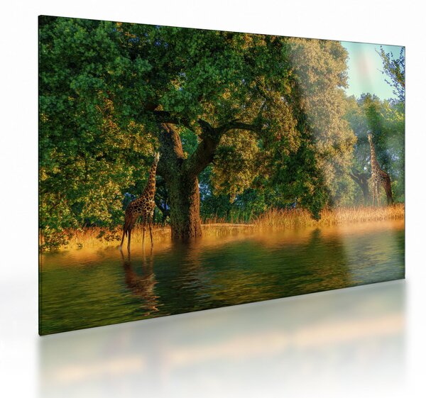 Zsiráf a természetben képe (üvegen) (70x50 cm)