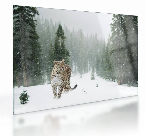 Leopárd a hóban képe (üvegen) (70x50 cm)