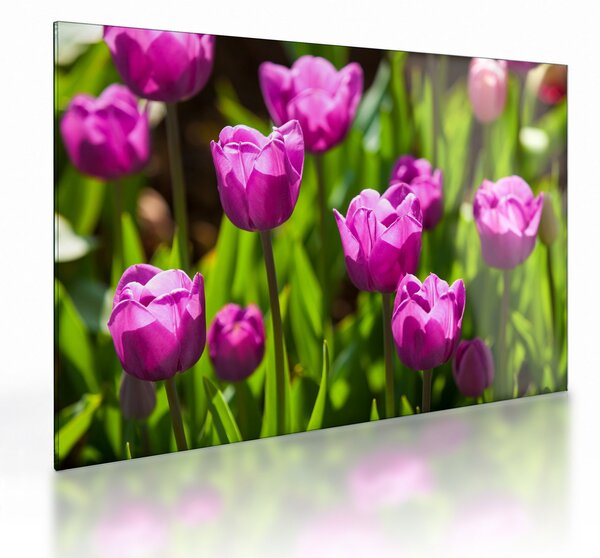 Tulipánok a réten képe (üvegen) (70x50 cm)