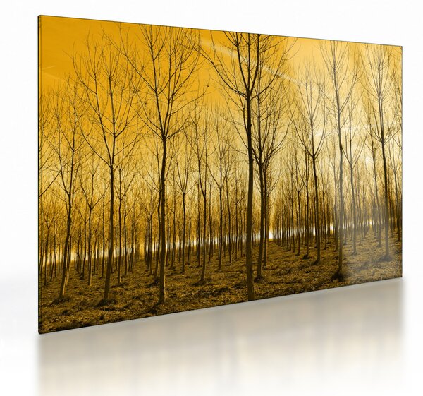 Egy erdő naplementekor képe (üvegen) (70x50 cm)