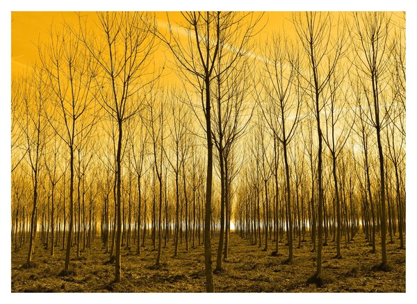 Egy erdő naplementekor képe (üvegen) (70x50 cm)