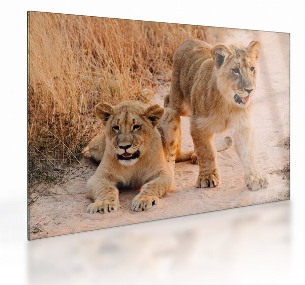 Egy oroszlán képe (üvegen) (70x50 cm)