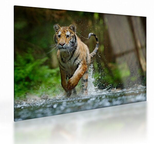 Futó tigris képe (üvegen) (70x50 cm)