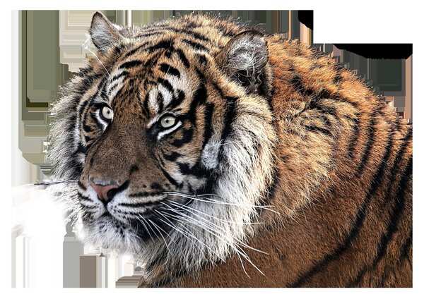 Tigris képe (üvegen) (70x50 cm)