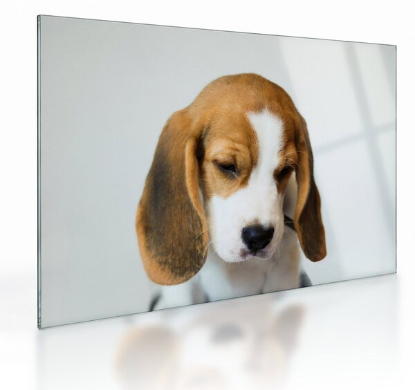 Beagle képe (üvegen) (70x50 cm)