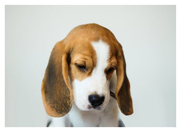 Beagle képe (üvegen) (70x50 cm)