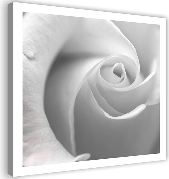 Gario Vászonkép Fehér rózsa közelképben Méret: 30 x 30 cm