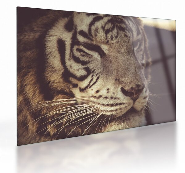 Tigris képe (üvegen) (70x50 cm)