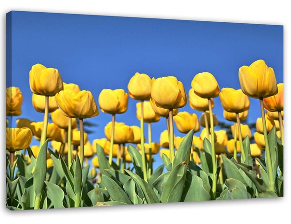 Gario Vászonkép Sárga tulipánok a réten Méret: 60 x 40 cm