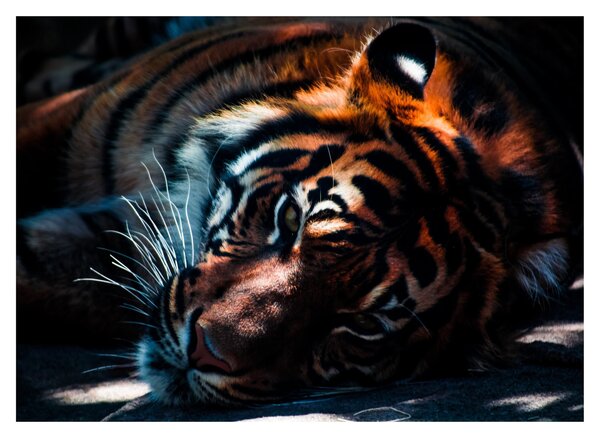 Egy fekvő tigris képe (üvegen) (70x50 cm)