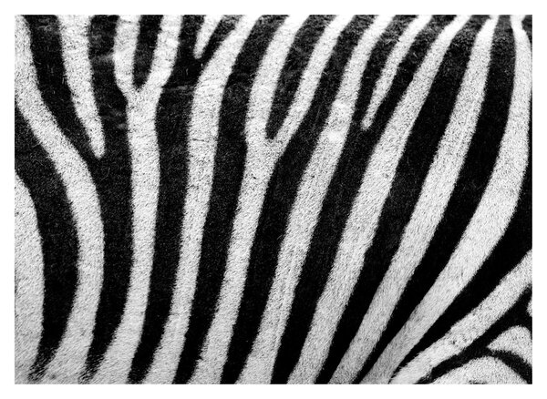 Kép egy zebra bőrről (üvegen) (70x50 cm)