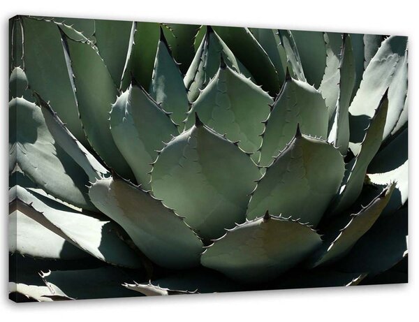 Gario Vászonkép KözelVászonkép Az agavé leveleirol Méret: 60 x 40 cm