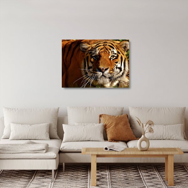 Tigris képe (üvegen) (70x50 cm)