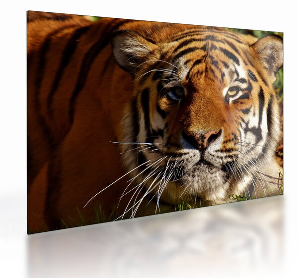 Tigris képe (üvegen) (70x50 cm)